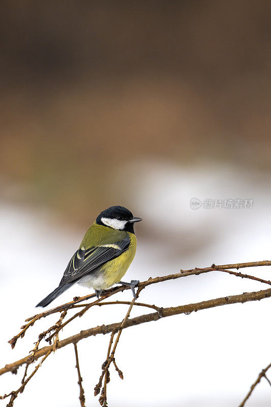 大山雀(Parus major)